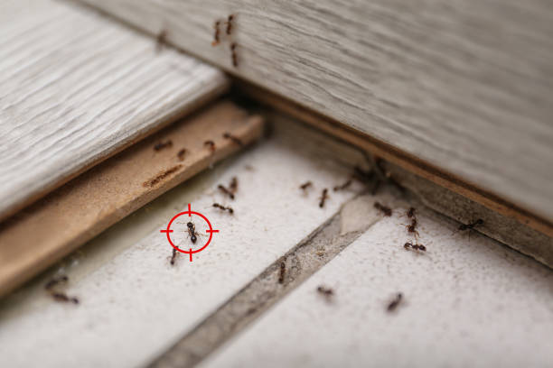 Best Pest Control Near Me  in Jessup, MD