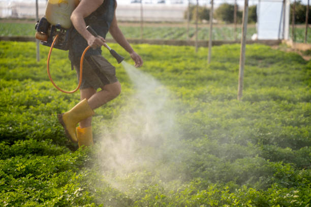 Best Wasp Removal Services  in Jessup, MD