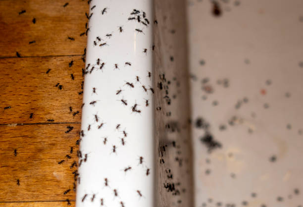Best Rat Extermination Near Me  in Jessup, MD
